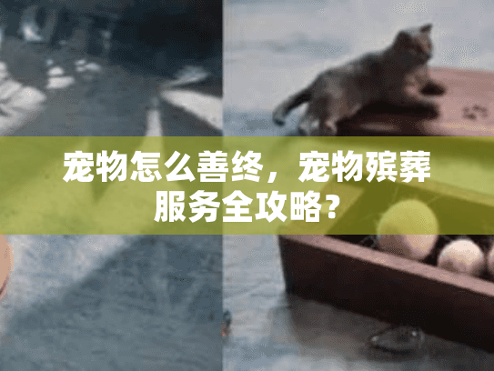 宠物怎么善终，宠物殡葬服务全攻略？