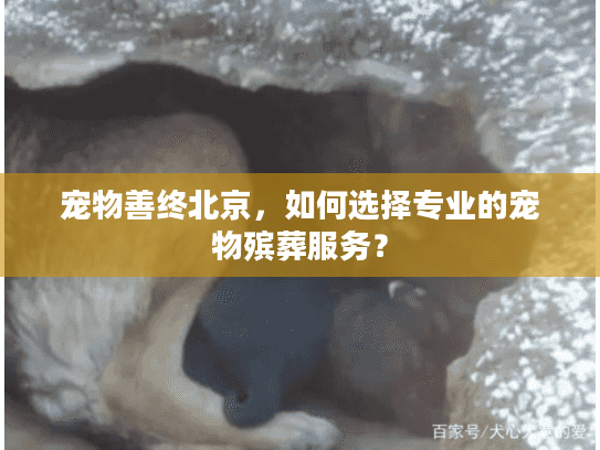 宠物善终北京，如何选择专业的宠物殡葬服务？
