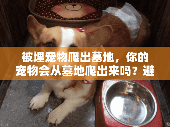 被埋宠物爬出墓地，你的宠物会从墓地爬出来吗？避免恐怖事件的安全秘诀