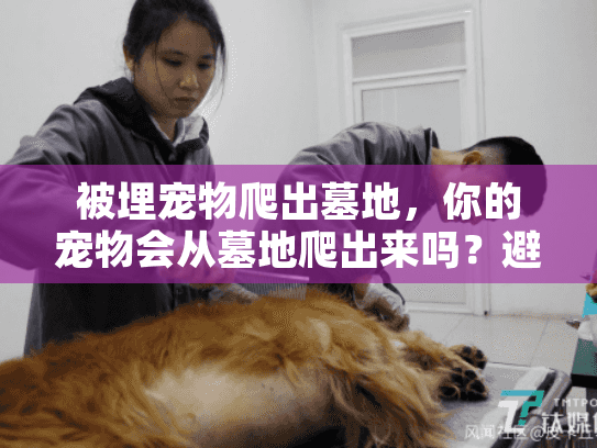 被埋宠物爬出墓地，你的宠物会从墓地爬出来吗？避免恐怖事件的安全秘诀