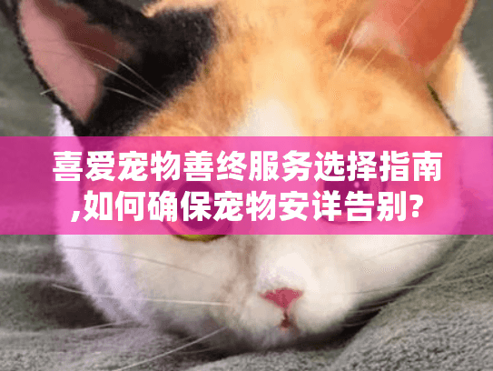 喜爱宠物善终服务选择指南,如何确保宠物安详告别?