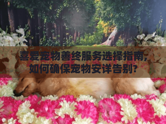 喜爱宠物善终服务选择指南,如何确保宠物安详告别?