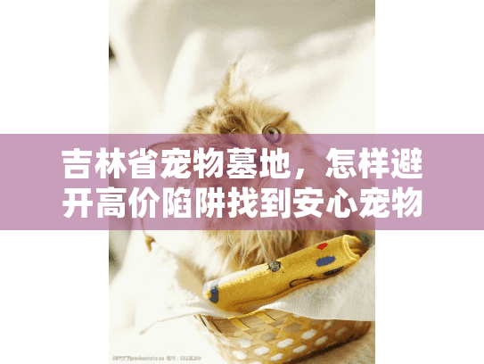 怎样避开高价陷阱找到安心宠物殡葬服务图片