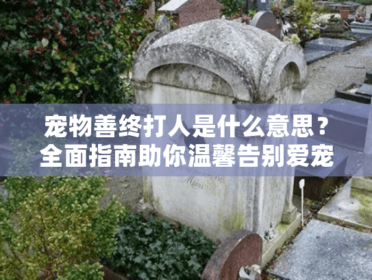 宠物善终打人是什么意思？全面指南助你温馨告别爱宠