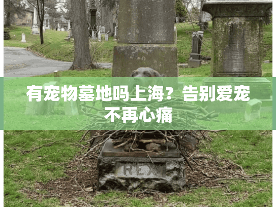 有宠物墓地吗上海？告别爱宠不再心痛