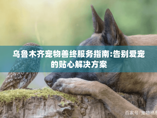 乌鲁木齐宠物善终服务指南:告别爱宠的贴心解决方案