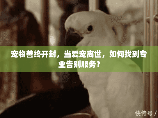 宠物善终开封，当爱宠离世，如何找到专业告别服务？