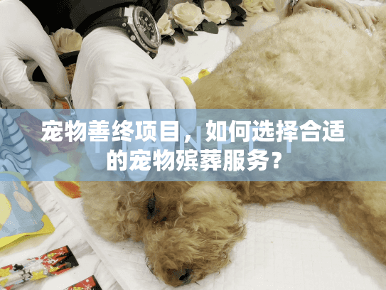 宠物善终项目，如何选择合适的宠物殡葬服务？