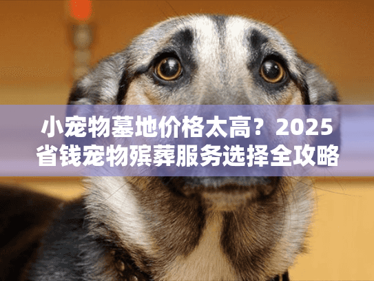 小宠物墓地价格太高？2025省钱宠物殡葬服务选择全攻略