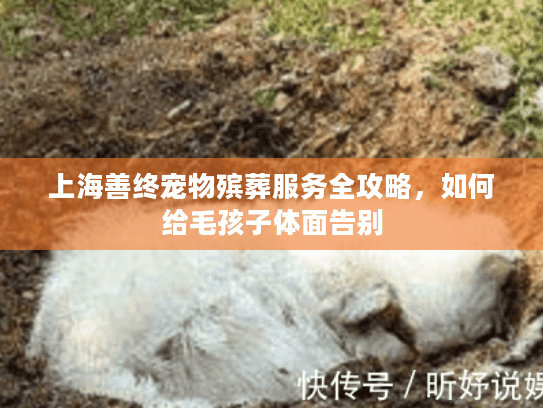 上海善终宠物殡葬服务全攻略，如何给毛孩子体面告别