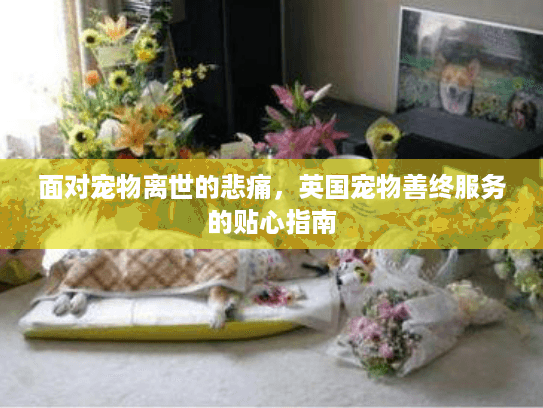 面对宠物离世的悲痛，英国宠物善终服务的贴心指南