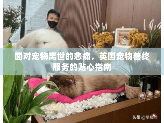 面对宠物离世的悲痛，英国宠物善终服务的贴心指南
