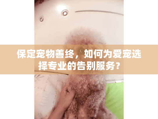 保定宠物善终，如何为爱宠选择专业的告别服务？