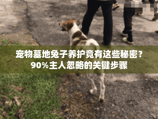 宠物墓地兔子养护竟有这些秘密？90%主人忽略的关键步骤