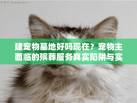 建宠物墓地好吗现在？宠物主面临的殡葬服务真实陷阱与实用解方