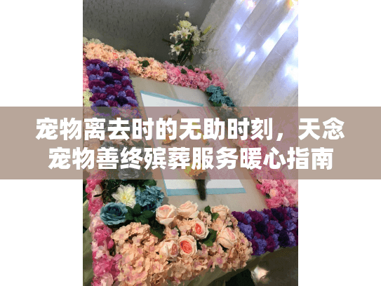 宠物离去时的无助时刻，天念宠物善终殡葬服务暖心指南