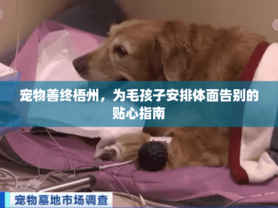 宠物善终梧州，为毛孩子安排体面告别的贴心指南