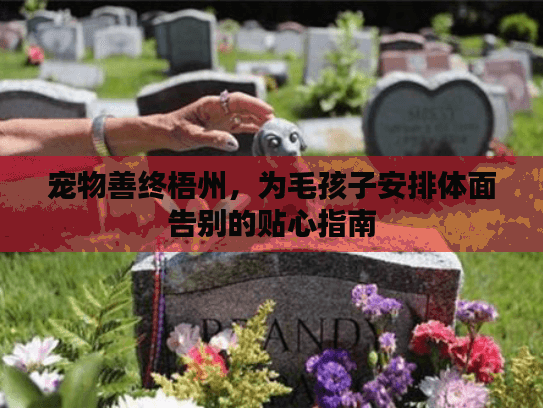 宠物善终梧州，为毛孩子安排体面告别的贴心指南