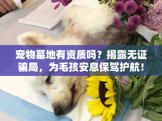 宠物墓地有资质吗？揭露无证骗局，为毛孩安息保驾护航！