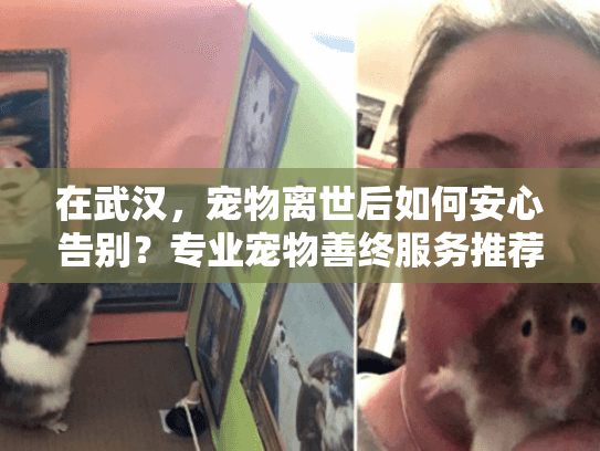 在武汉，宠物离世后如何安心告别？专业宠物善终服务推荐