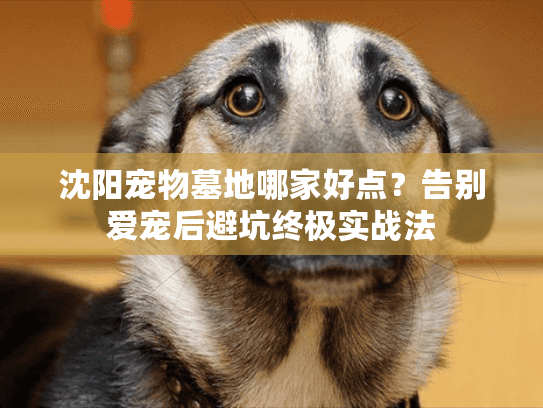 沈阳宠物墓地哪家好点？告别爱宠后避坑终极实战法