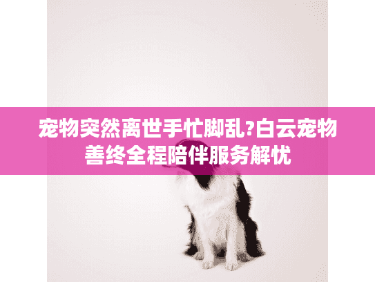 宠物突然离世手忙脚乱?白云宠物善终全程陪伴服务解忧