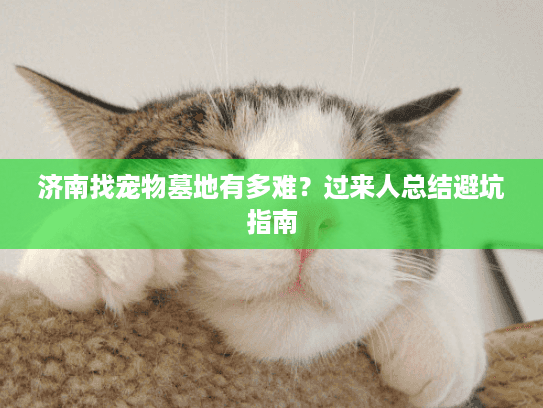 济南找宠物墓地有多难？过来人总结避坑指南