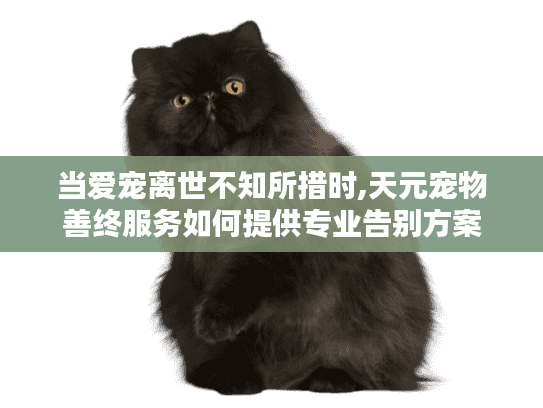 当爱宠离世不知所措时,天元宠物善终服务如何提供专业告别方案