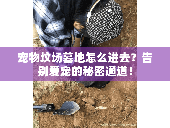 宠物坟场墓地怎么进去？告别爱宠的秘密通道！