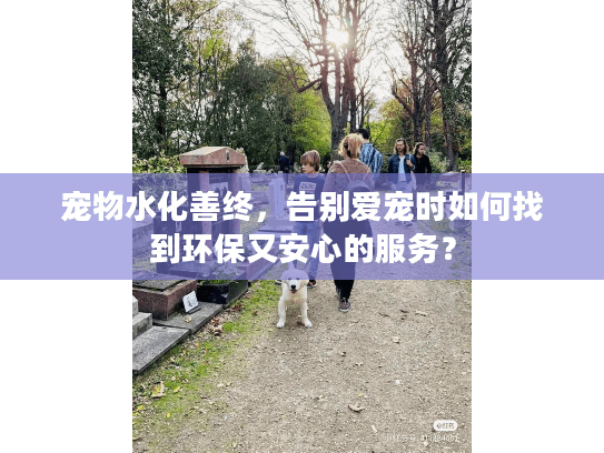 宠物水化善终，告别爱宠时如何找到环保又安心的服务？