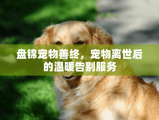 盘锦宠物善终，宠物离世后的温暖告别服务
