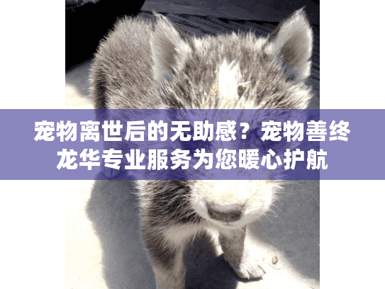 宠物离世后的无助感？宠物善终龙华专业服务为您暖心护航