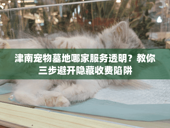 津南宠物墓地哪家服务透明？教你三步避开隐藏收费陷阱