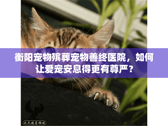 衡阳宠物殡葬宠物善终医院，如何让爱宠安息得更有尊严？