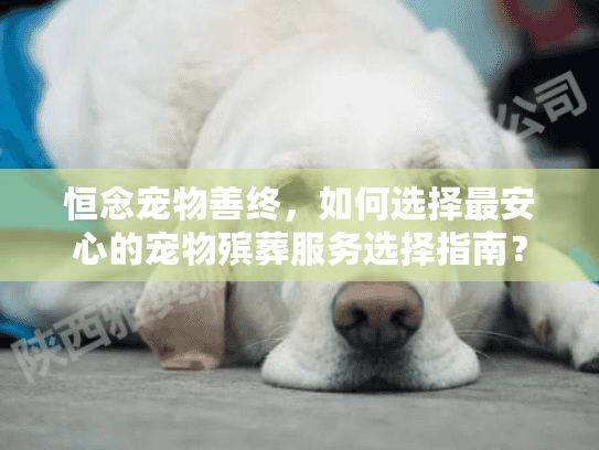 恒念宠物善终，如何选择最安心的宠物殡葬服务选择指南？