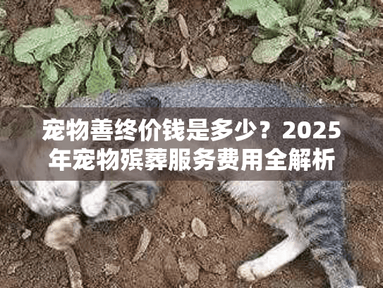 宠物善终价钱是多少？2025年宠物殡葬服务费用全解析
