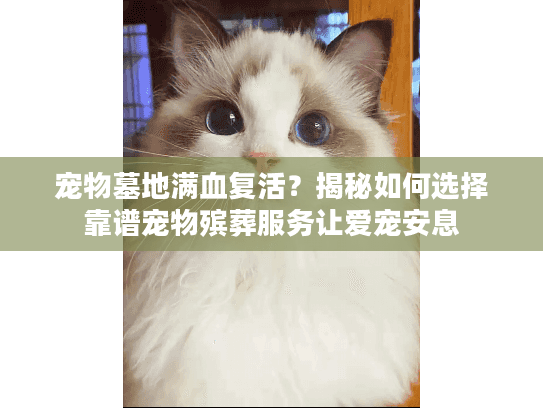 宠物墓地满血复活？揭秘如何选择靠谱宠物殡葬服务让爱宠安息