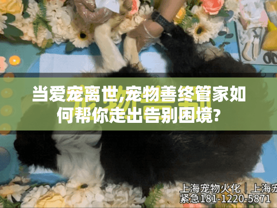 当爱宠离世,宠物善终管家如何帮你走出告别困境?