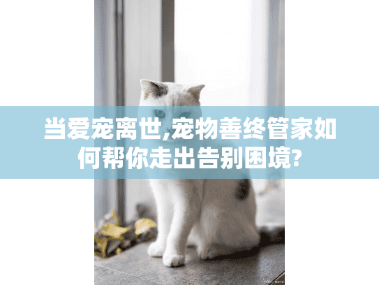 当爱宠离世,宠物善终管家如何帮你走出告别困境?