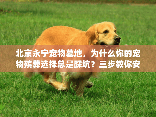 北京永宁宠物墓地，为什么你的宠物殡葬选择总是踩坑？三步教你安心送别