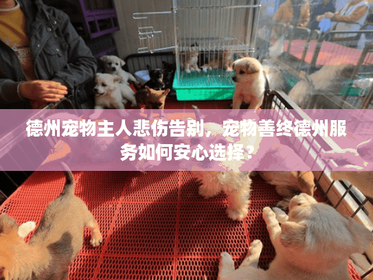德州宠物主人悲伤告别，宠物善终德州服务如何安心选择？
