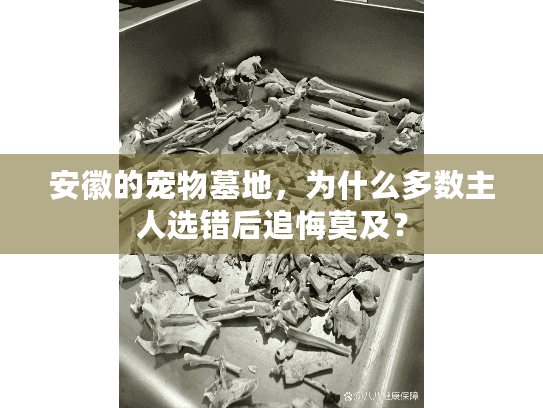 安徽的宠物墓地，为什么多数主人选错后追悔莫及？