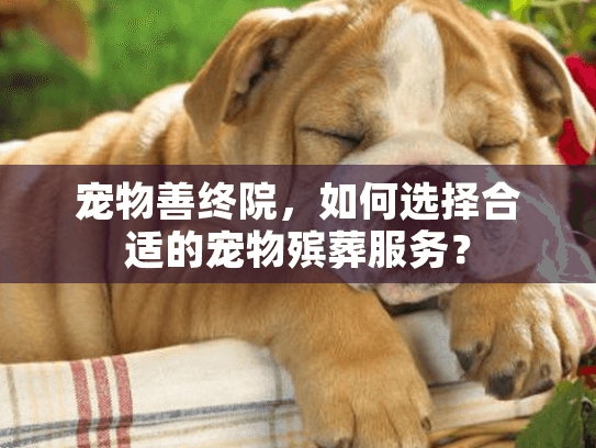 宠物善终院，如何选择合适的宠物殡葬服务？