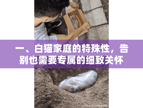 一、白猫家庭的特殊性，告别也需要专属的细致关怀