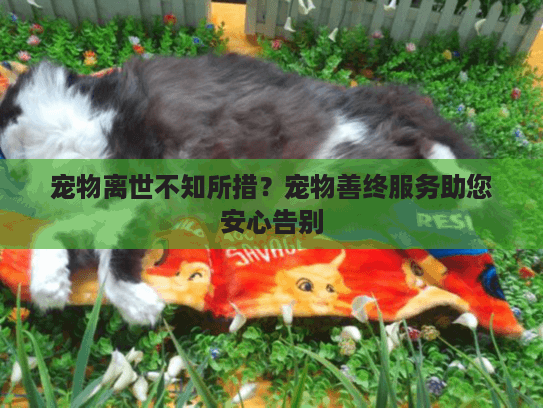 宠物离世不知所措？宠物善终服务助您安心告别
