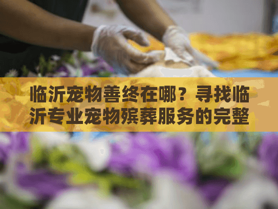 临沂宠物善终在哪？寻找临沂专业宠物殡葬服务的完整指南