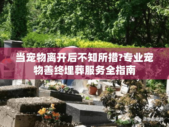 当宠物离开后不知所措?专业宠物善终埋葬服务全指南
