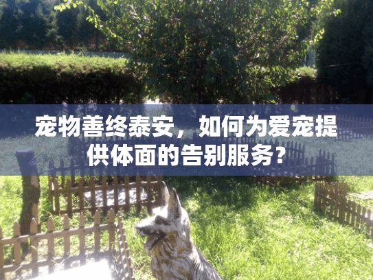 宠物善终泰安，如何为爱宠提供体面的告别服务？