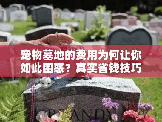 宠物墓地的费用为何让你如此困惑？真实省钱技巧大公开