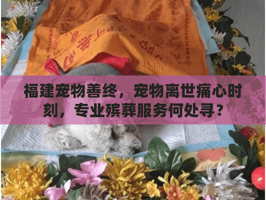福建宠物善终，宠物离世痛心时刻，专业殡葬服务何处寻？